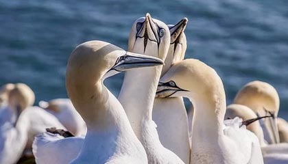 炫酷！英超各队新赛季进球专属动画谁效果最好？